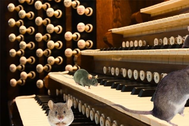 Late night custodians have been saying it for years; some organists have squeaky substitutes.
Which is one reason why every organ console should have a fallboard, dust cover, complete enclosure, or some means of shielding the keys and stop mechanism when not in use.
Could also explain why so many organists are lovers of cats.