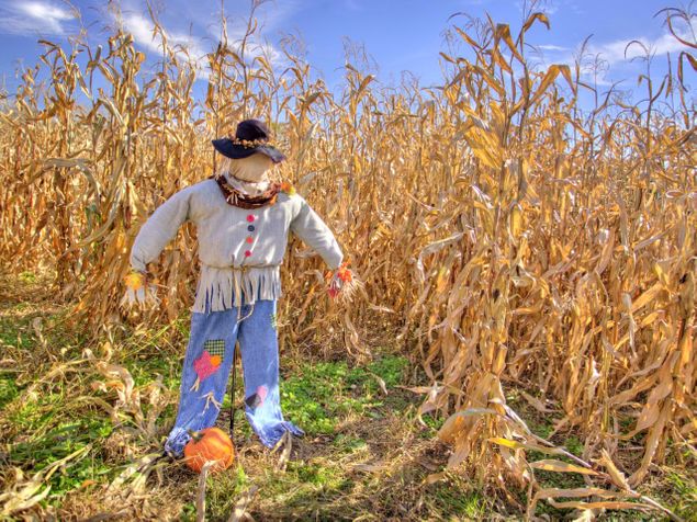 A scarecrow in a corn field certainly seems scary ... if you're a crow, that is ... a crow that doesn't know any better.
Through the eyes of a bird like that, it looks like a man standing there ... a scary man ... something to be shunned ... avoided ... for the sake of survival.
It has one function ... to sabotage the crow's plans to do its work ... in this case, to find yet another creative way to locate, dig into, and eat the farmer's corn.
Sound familiar? ...
The scarecrow works just like the lizard brain to sow doubt in our minds, to scare us away, even to terrifying us, of taking our creative impulses with composing or improvising to the next level.
And what is that next level? ...
In the case of composition, after you've already written a few stand alone pieces, it's your first prelude and fugue for organ that beckons you, or maybe your first toccata and fugue ... or, if you're an improvisor, improvising that first large work.
And the thought of it has you immersed in a sea of doubt and plain scared to death.
The fact remains, doubt has killed more dreams than failure ever will.
The lizard would like you to curl up in a corner, take no risks, avoid all threats, and just hide from your own creativity.
The paradox is, the more we hide, the riskier it is.
The less commotion we cause and the less change we produce, the more likely we are to fail and be ignored.
If you ever start experiencing this kind of fear in anticipation of that next project, when the lizard is screaming in your ears to avoid it like the plaque, it should tell you something ...
It's indicative of 3 things actually:  1) that there's love there, or there wouldn't be any fear, 2) the lizard brain, a real part of your limbic system living at the top of your spine, the place where Resistance lives, is the reason for your fear, and it's working overtime to get you to shut up, sit down, compromise, and just play it safe; it's the thing that tries to stamp out any insight or art; it's what's making you afraid of what will happen if your ideas get out and your gifts are received, and 3) the more fear the lizard makes you feel about going down a certain path, the more certain you can be that this path is exactly the one you need to be following to have a positive outcome [See blog, The Book, Parts I-II, The Lizard Brain, Parts I-VIII].
If the thought of writing a large work for organ is terrifying to you, then you can bet it's because the lizard is yelling at you to run and hide, that writing it is important to the growth of your soul, and that therefore you need to begin planning and writing it, in little bits at a time, starting today.
You need to be brave with this and steer a course directly into whatever that larger or more challenging project is, that's scaring you.
If you don't, the lizard brain with its insidious plot to inject you with fear, will succeed in stalling you, wasting you, and keeping you from doing some of your real work ... those activities which are part, if not all, of the reason you were put on this earth.
You'll rationalize ... you'll procrastinate ... you'll compromise and keep your distance ... all based on what sounds like good arguments ... and you'll come away with a restlessness that nothing else can seem to satisfy.
And the lizard brain at the top of your spinal cord, the place where Resistance lives, with its primitive biological advantage, will override and win over the higher centers of your brain where creativity is processed ... and it will win each and every time.
It will also win if you pick out something artistic to do that's beneath you; trivial art isn't worth the trouble it takes to produce it.
But when the lizard tells you not to attend something, go.
When it tells you not to listen to something, read something, or do something, do it.
When you feel the stall, the fear, the pull, the numbing paralysis, you know you're on to something.
Whichever way the wind of the lizard is coming from, that's the way to head ... directly into it.
And the closer you get to achieving the breakthrough you have in mind, the stronger that wind will blow against you and the harder it will fight to stop you.
The only solution is to tolerate no rational or irrational reason to hold back on, follow through with, finish, and 